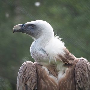 Western Eurasian griffon vulture (Gyps fulvus fulvus), 2023-08-15