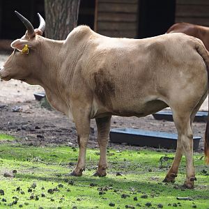 Zebu (Bos taurus indicus), 2023-08-15