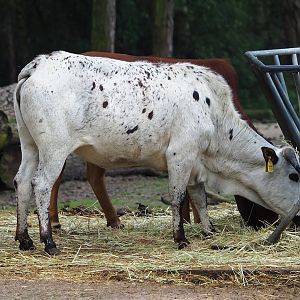 Zebu (Bos taurus indicus), 2023-08-15