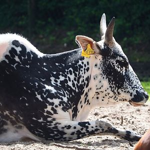 Zebu (Bos taurus indicus), 2023-08-15