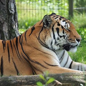 Amur tiger (Panthera tigris altaica), 2023-08-15