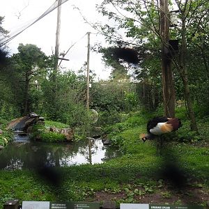 African aviary, 2023-08-15