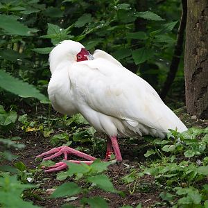 African spoonbill (Platalea alba), 2023-08-15