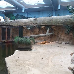 Nile crocodile exhibit, 2023-08-15