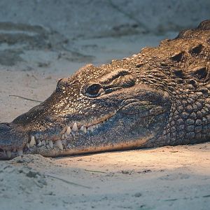 South African Nile crocodile (Crocodylus niloticus cowiei), 2023-08-15