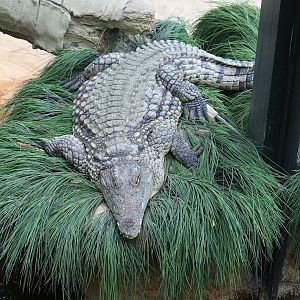 South African Nile crocodile (Crocodylus niloticus cowiei), 2023-08-15