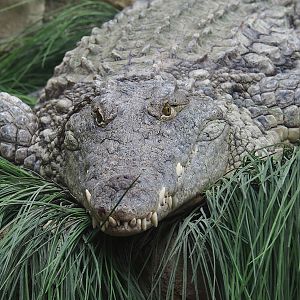 South African Nile crocodile (Crocodylus niloticus cowiei), 2023-08-15