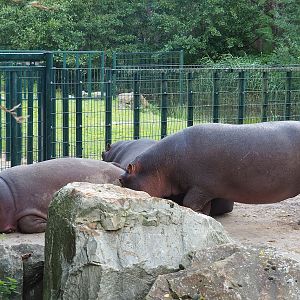 Hippopotamuses (Hippopotamus amphibius), 2023-08-15