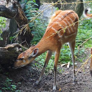Western sitatunga (Tragelaphus spekii gratus), 2023-08-15