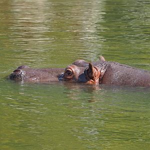 Hippopotamus (Hippopotamus amphibius), 2023-08-15