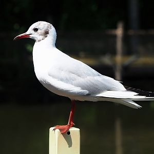 Wild Black-headed gull (Chroicocephalus ridibundus), 2023-08-15