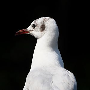Wild Black-headed gull (Chroicocephalus ridibundus), 2023-08-15