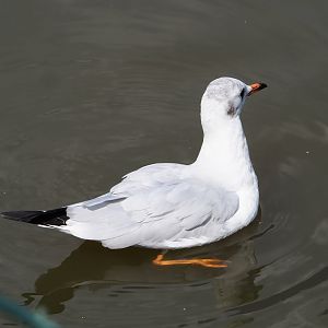 Wild Black-headed gull (Chroicocephalus ridibundus), 2023-08-15