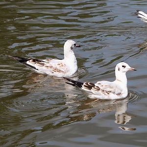 Wild juvenile Black-headed gulls (Chroicocephalus ridibundus), 2023-08-15