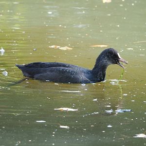 Wild Eurasian coot (Fulica atra), 2023-08-15