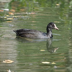 Wild Eurasian coot (Fulica atra), 2023-08-15