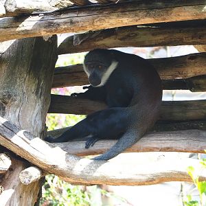 L'Hoest's monkey (Allochrocebus lhoesti), 2023-08-15