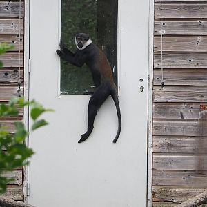 L'Hoest's monkey (Allochrocebus lhoesti), 2023-08-15