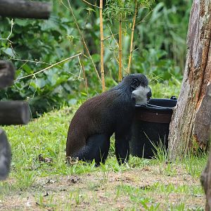 L'Hoest's monkey (Allochrocebus lhoesti), 2023-08-15