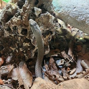Zoo Miami - Cubophis cantherigerus