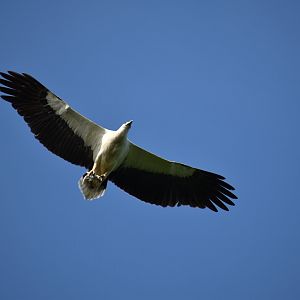 White Bellied Sea Eagle with catch ~ Sungei Buloh Wetlands Reserve