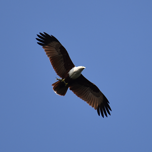 Brahminy Kite ~ Sungei Buloh Wetlands Reserve