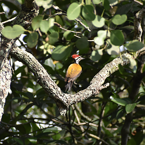 Common Flameback ~ Sungei Buloh Wetlands Reserve