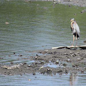 Purple Heron and Estuarine Crocodile ~ Sungei Buloh Wetlands Reserve