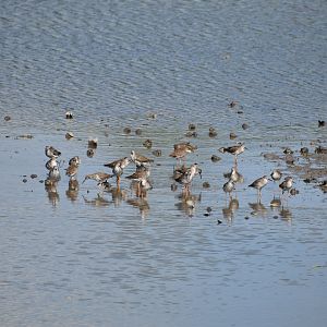 Common Redshank ~ Sungei Buloh Wetlands Reserve
