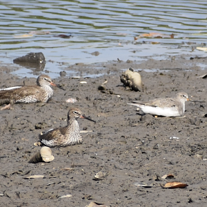 Common Redshank and Terek Sandpiper ~ Sungei Buloh Wetlands Reserve