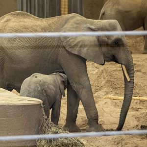 Nursing Elephant Calf