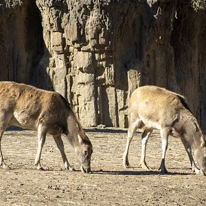 Pere David's Deer
