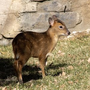 Reeves Muntjac Fawn