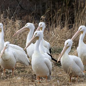 American White Pelicans