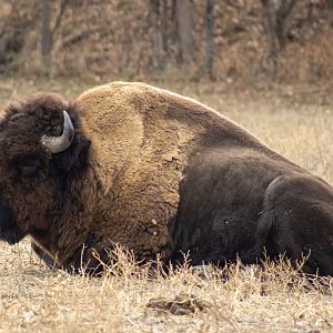 Bison