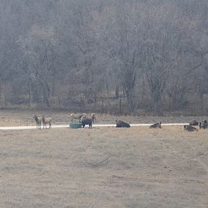 Bison and Elk