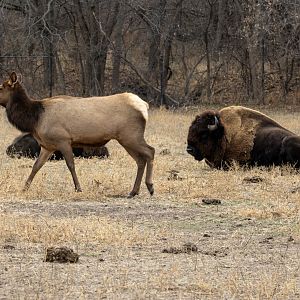 Elk and Bison