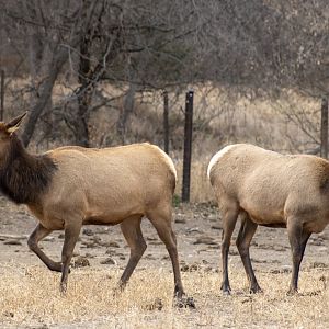 Elk