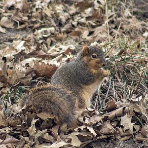 Fox Squirrel
