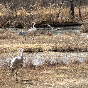 Sandhill Crane and Trumpeter Swan