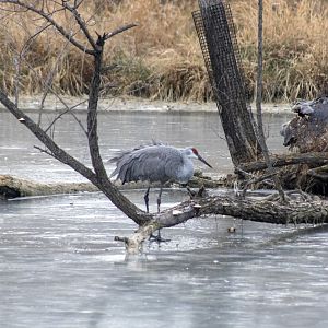 Sandhill Crane