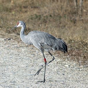 Sandhill Crane