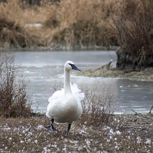 Trumpeter Swan