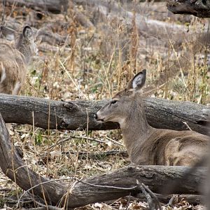 Whitetail Deer