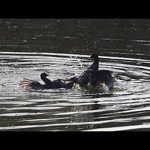 Video clip of Eurasian common moorhens (Gallinula chloropus chloropus) fighting, 2024-03-20
