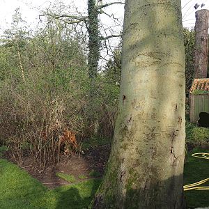 Former badger exhibit with new grass turf rolls being placed, 2024-03-20