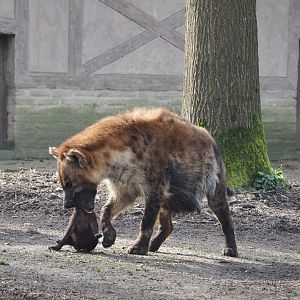 Spotted hyena (Crocuta crocuta) with cub, 2024-03-20