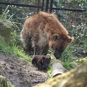Spotted hyena (Crocuta crocuta) with cub, 2024-03-20