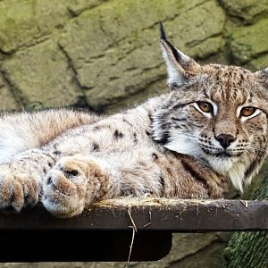 Eurasian Lynx