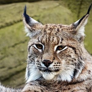 Eurasian Lynx